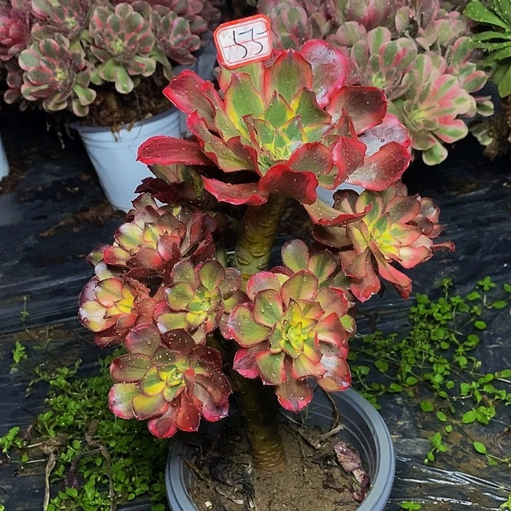 魅影老桩福利的55号