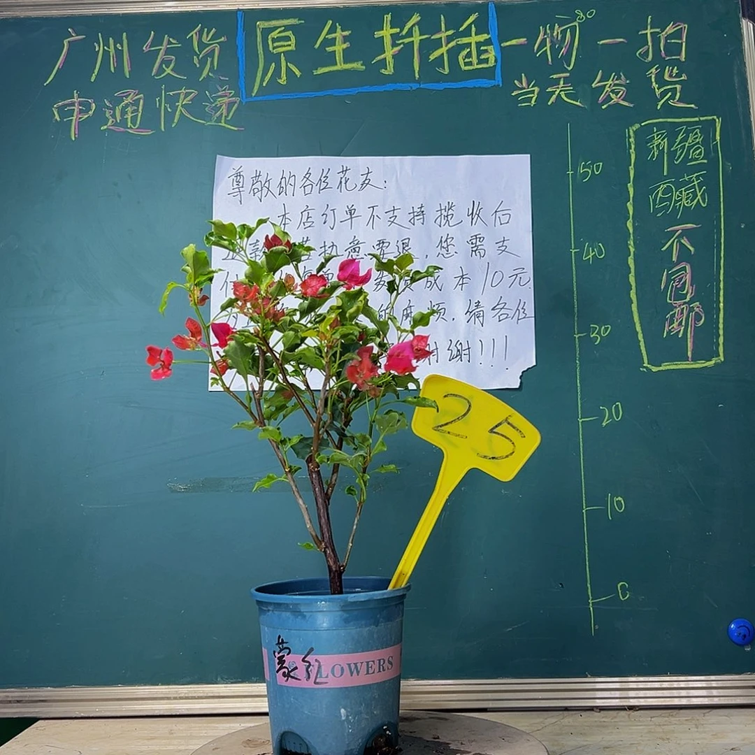 当前无花栽培后可以开花 福利 绿叶蒙娜丽莎红 25