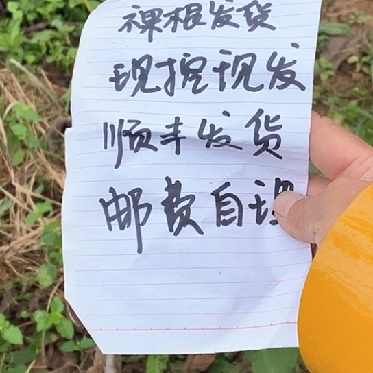 爱****吊坠文玩核桃蛤蟆