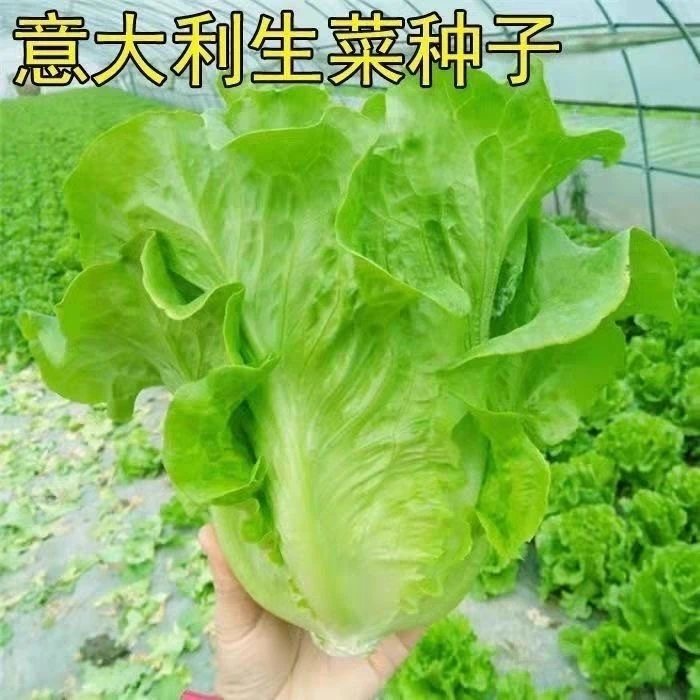 D【意大利生菜种子】罗马生菜王耐抽薹生菜四季播青菜种籽