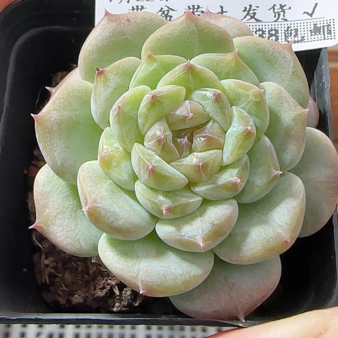 多肉0922--73糖心