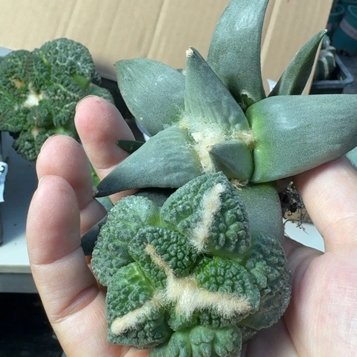 【闪购商品】无花朵两颗清货牡丹