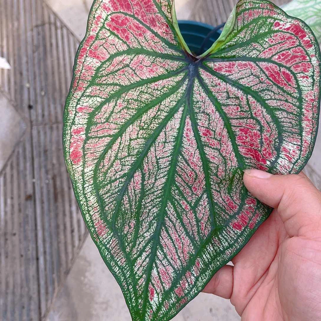 完全开放泰彩一物一拍9345