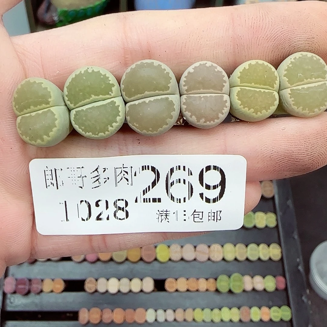 满满18包邮1028-269