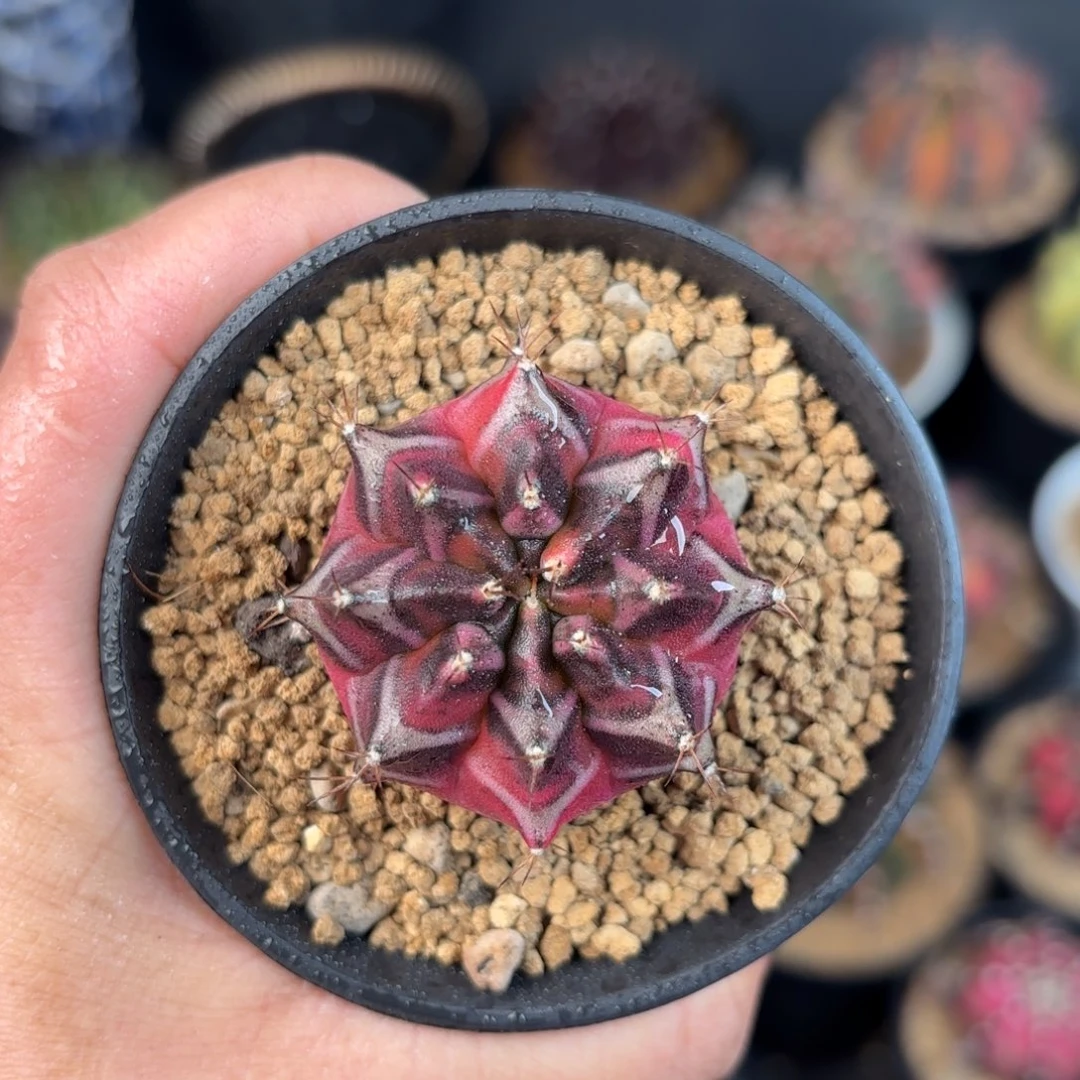 泰系米哈仙人球53号