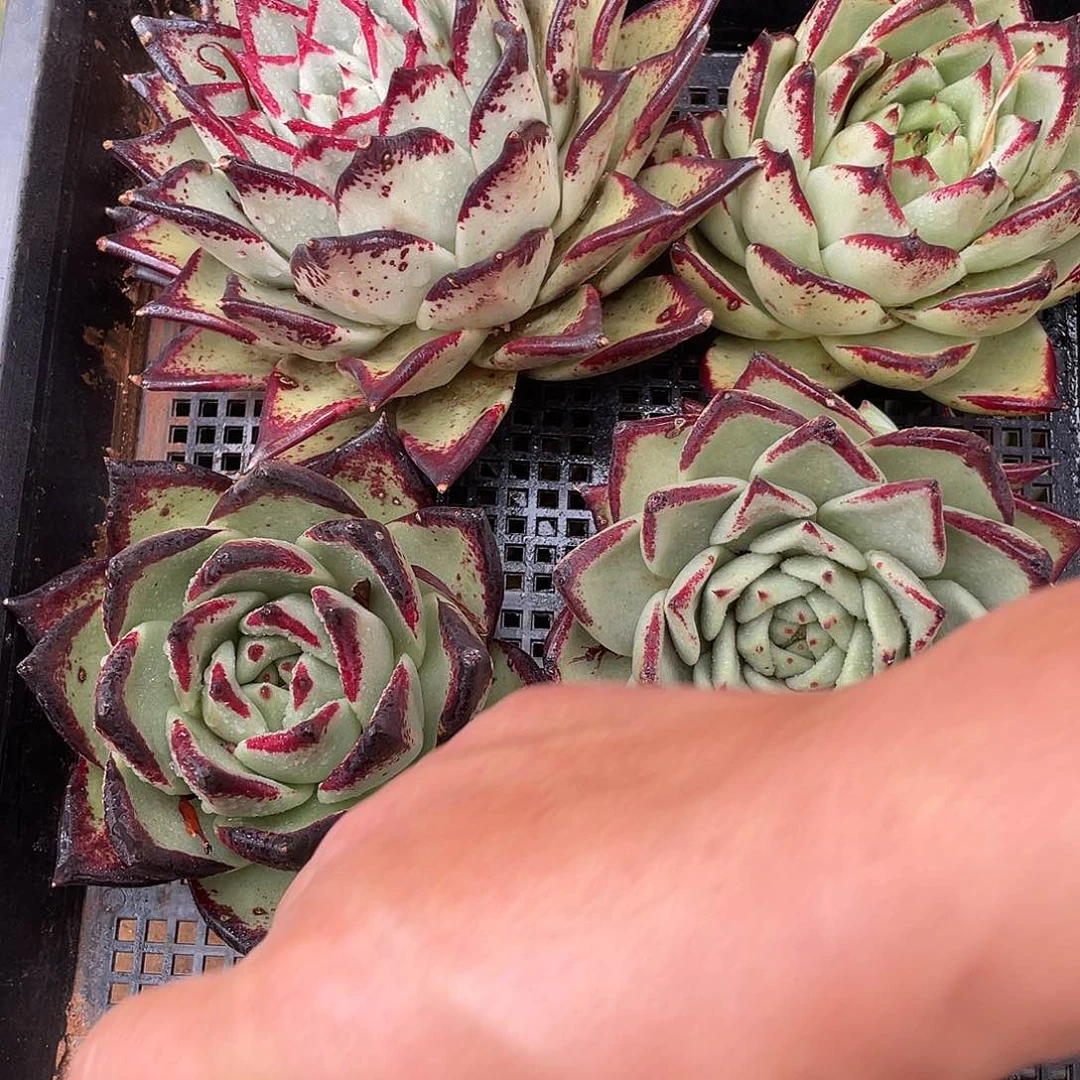 若如东云组拍036