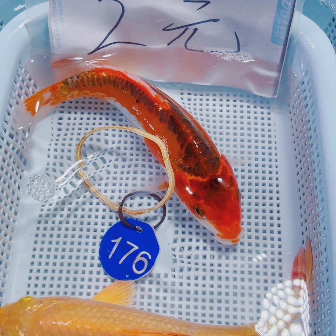 锦鲤176 锦鲤冷水观赏