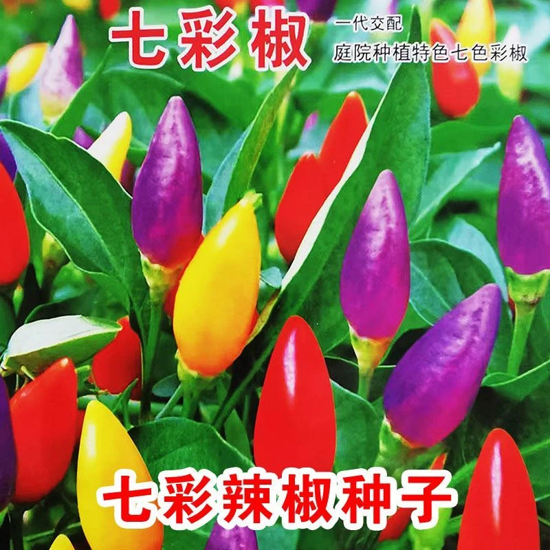 多彩迷你椒观赏椒七彩椒五彩椒蔬菜种子阳台盆栽四季播辣椒种子