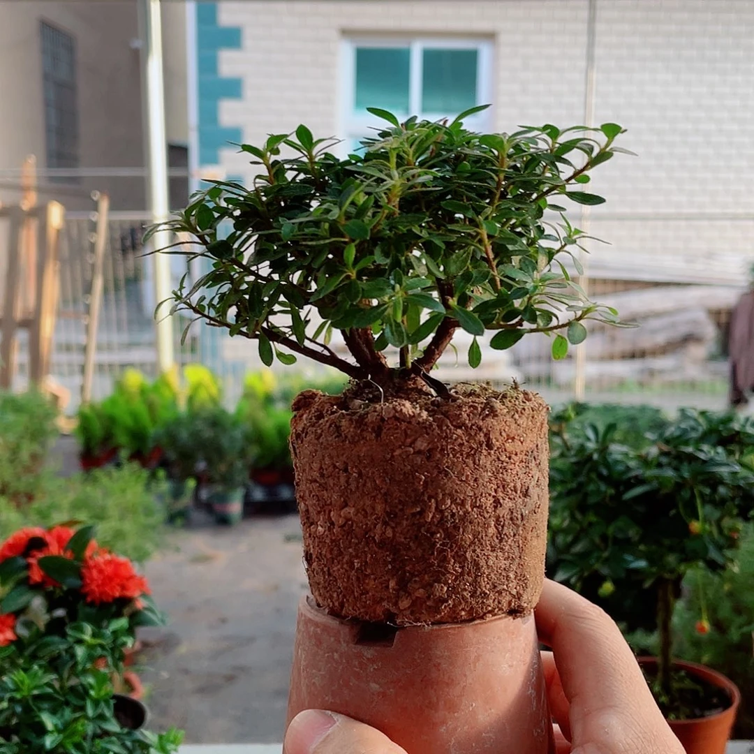 当前无花栽培后可以开花早乙女杜鹃花，小矮桩不大