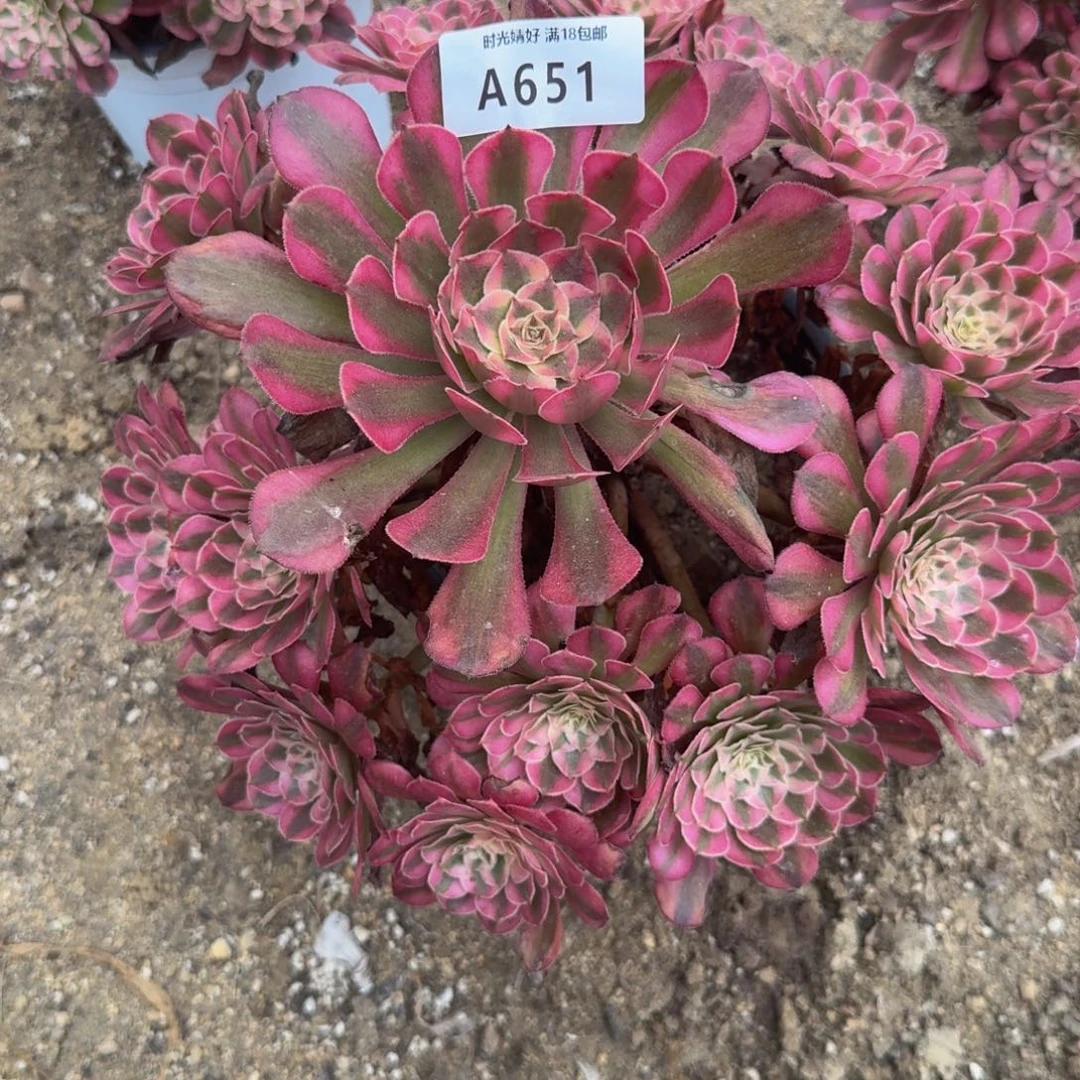 素***雪651铜白。多肉植物