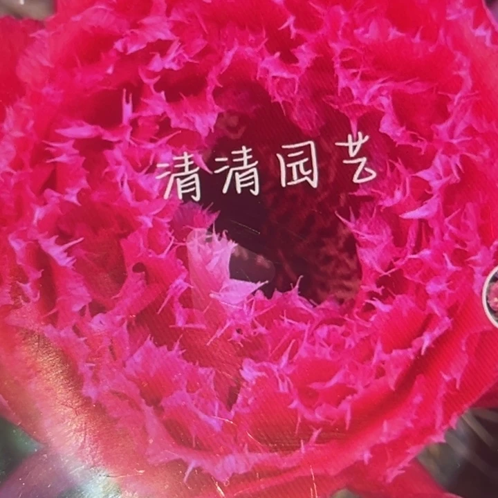 清清门9根瑕疵仙人球