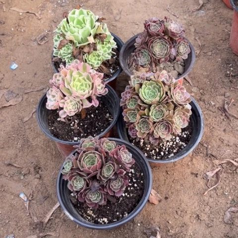 272多肉植物组合,