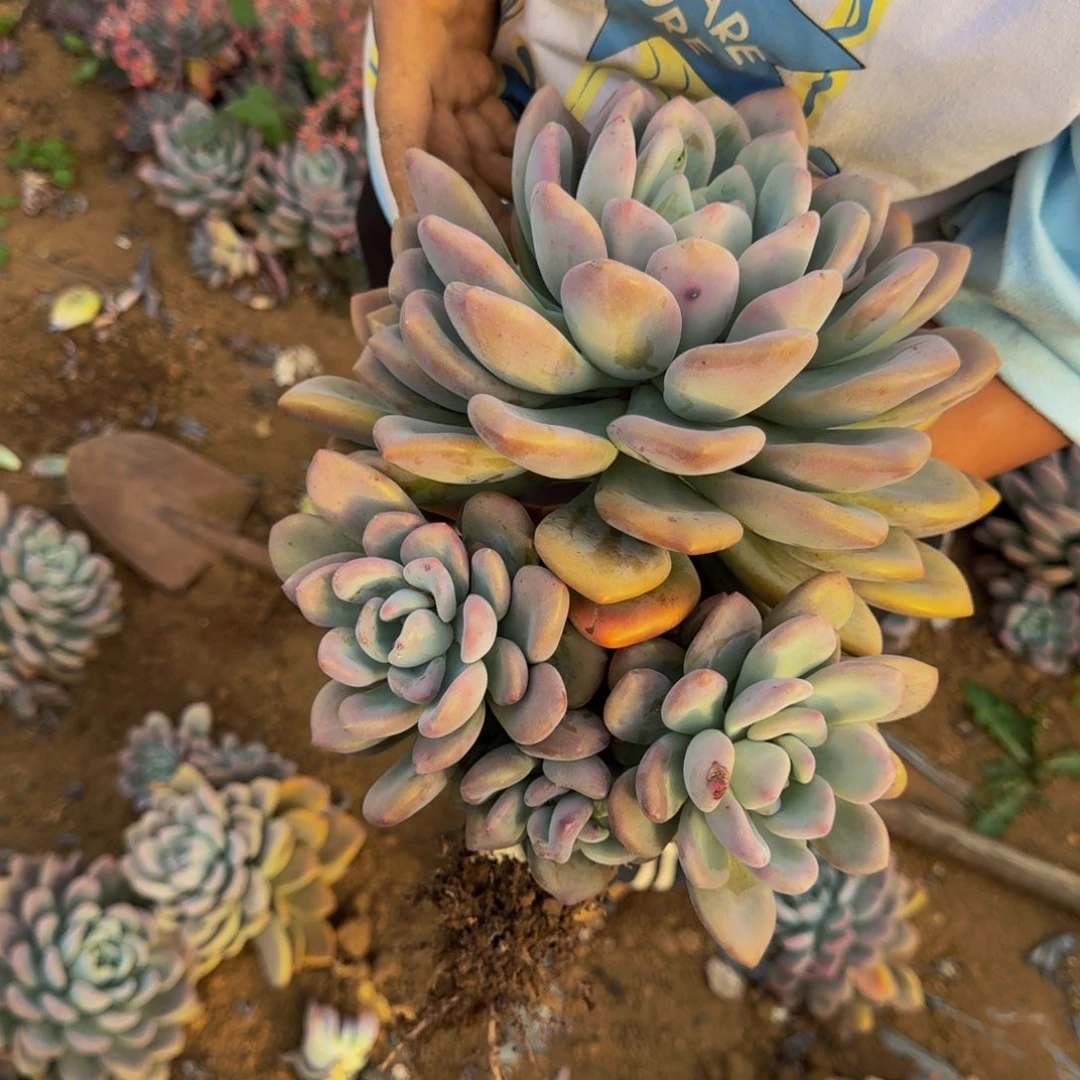 靖***品奥普 一颗 不包损16号