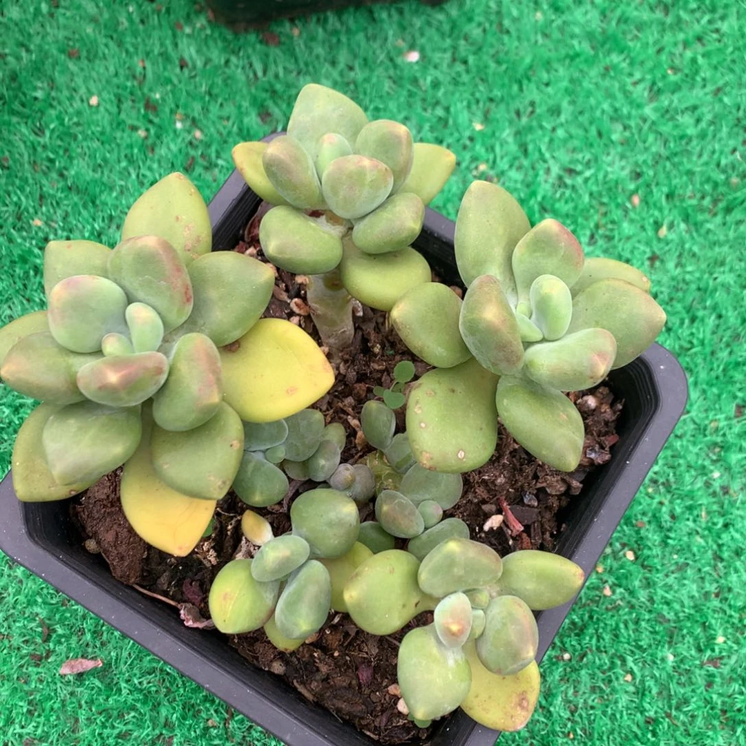 kk  美人老桩一物一拍