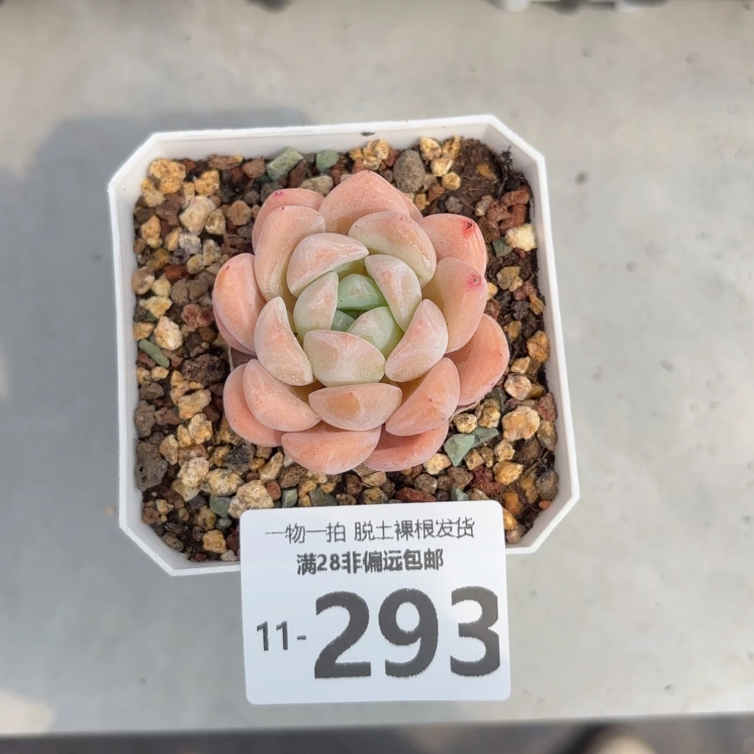 冰糕单头多肉多肉