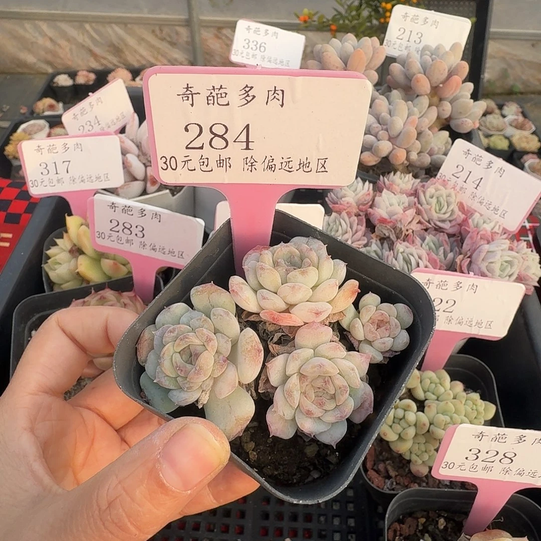 284 脱土 不包整 30元包邮非偏远