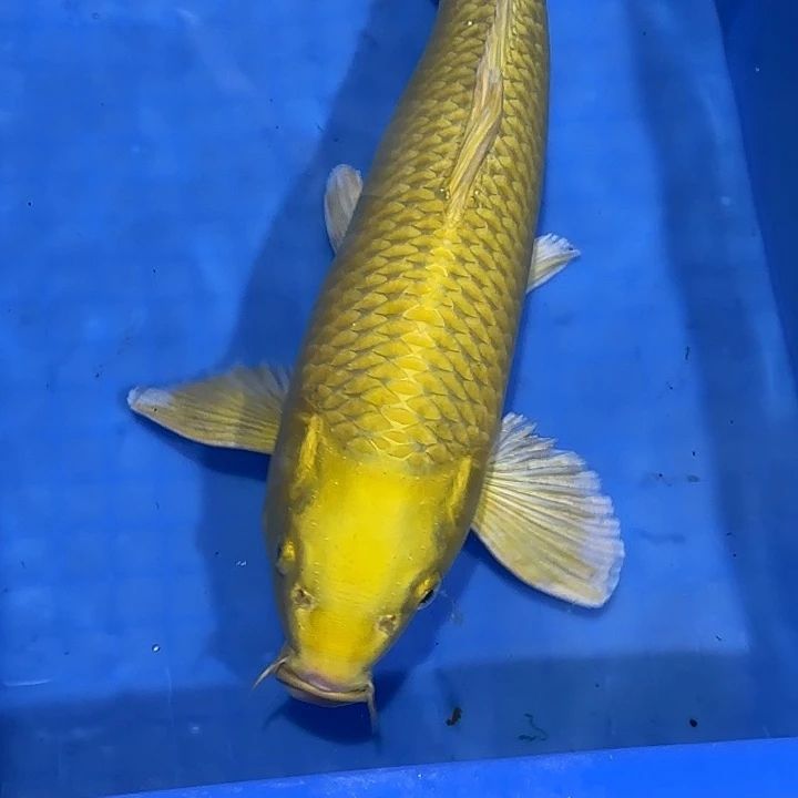 海水赤目芒果黄金