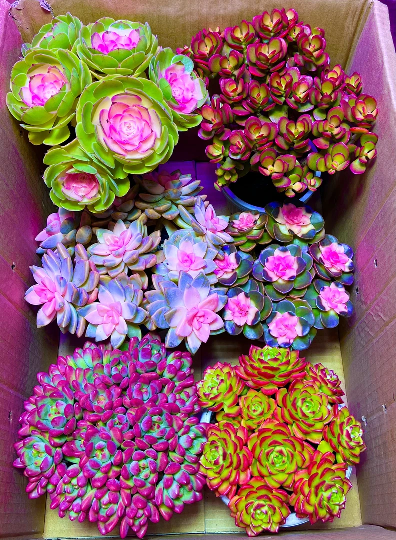 Y云南多肉一箱多肉植物带盆带土新手好养云南基地发货