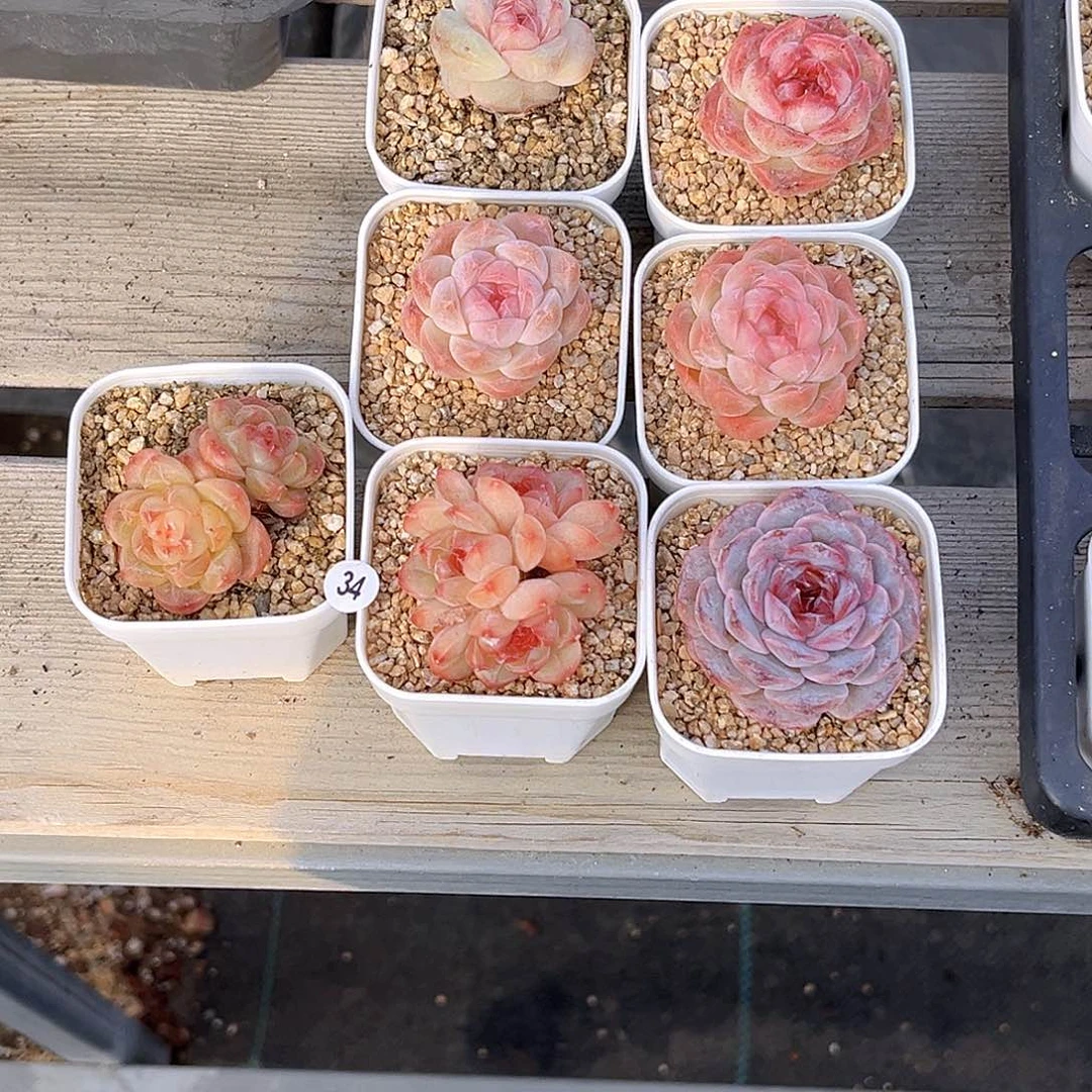 忧***包034  新品珍妮7个 满18包邮