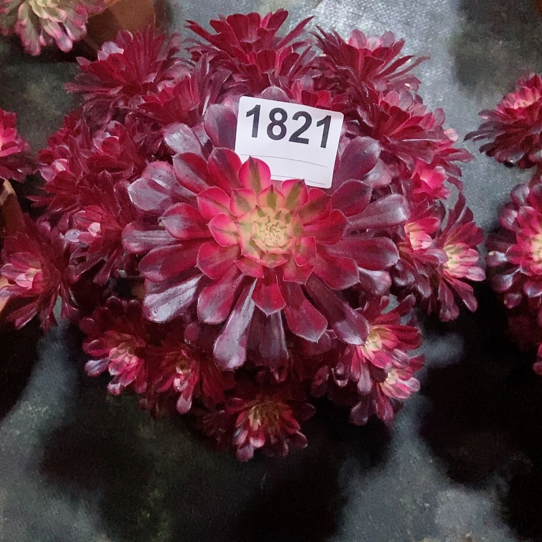 红陶芬**?1821黑铜白4多肉