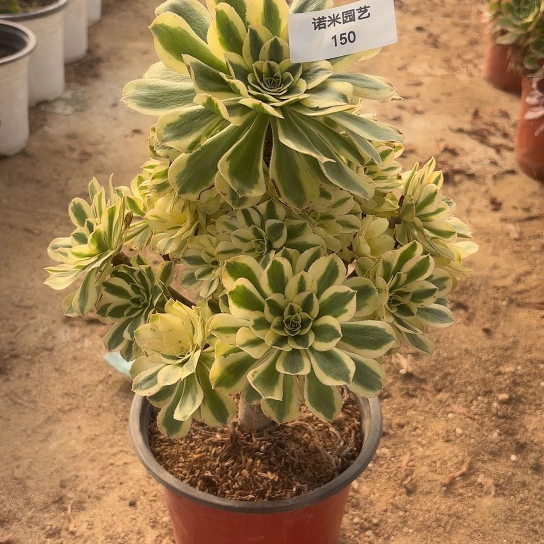 白兰地多肉植物手捧150