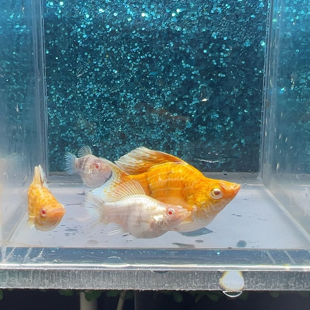 黑玛丽鱼金虎玛丽两对0029