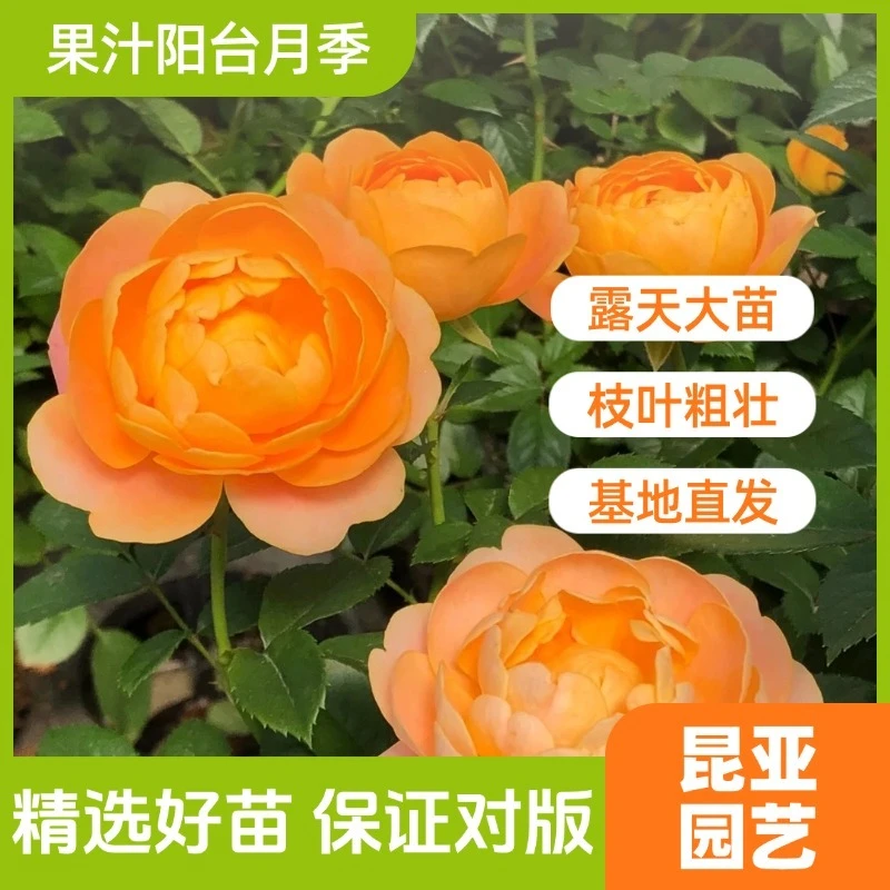 昆亚花园果汁阳台露天苗月季花苗阳台庭院盆栽四季开花带花苞