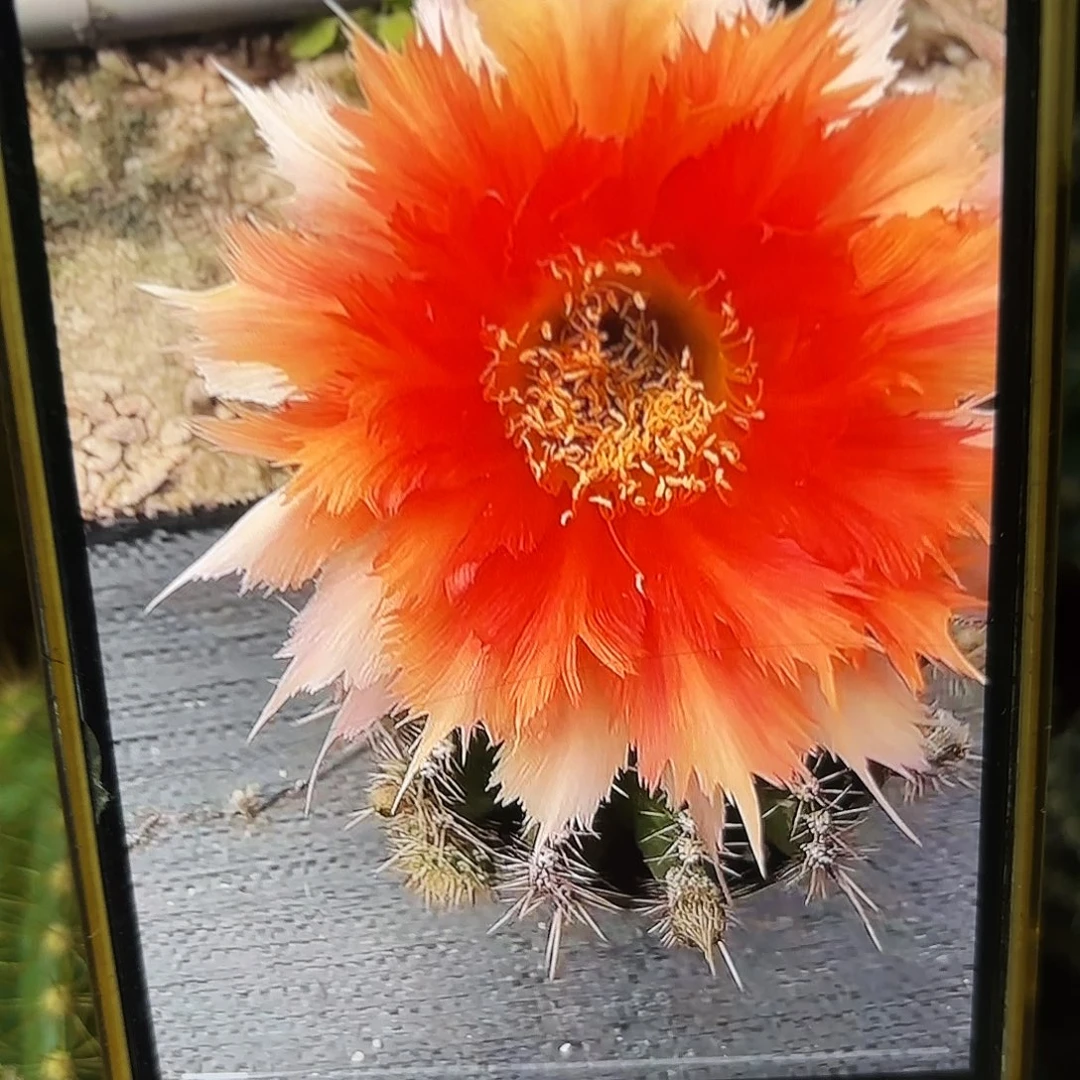 魔羽彩侧牙20包邮仙人球33