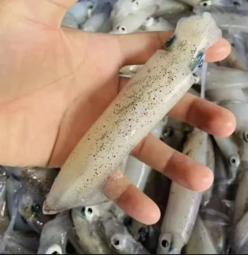 茂名博贺港灯光渔船 海钓鱿鱼 海兔 新鲜速冻锁鲜（顺丰冷链包邮）