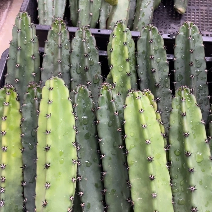 黑刺袖铺实生一代侧芽