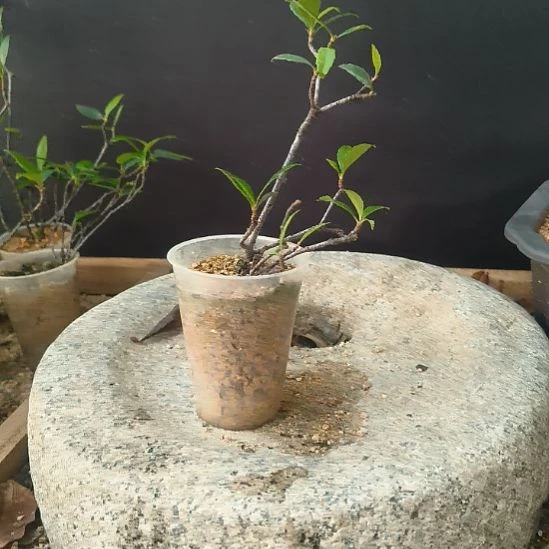 浪***涯无花朵海  岛  春  花