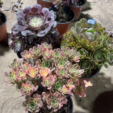 903多肉植物组合