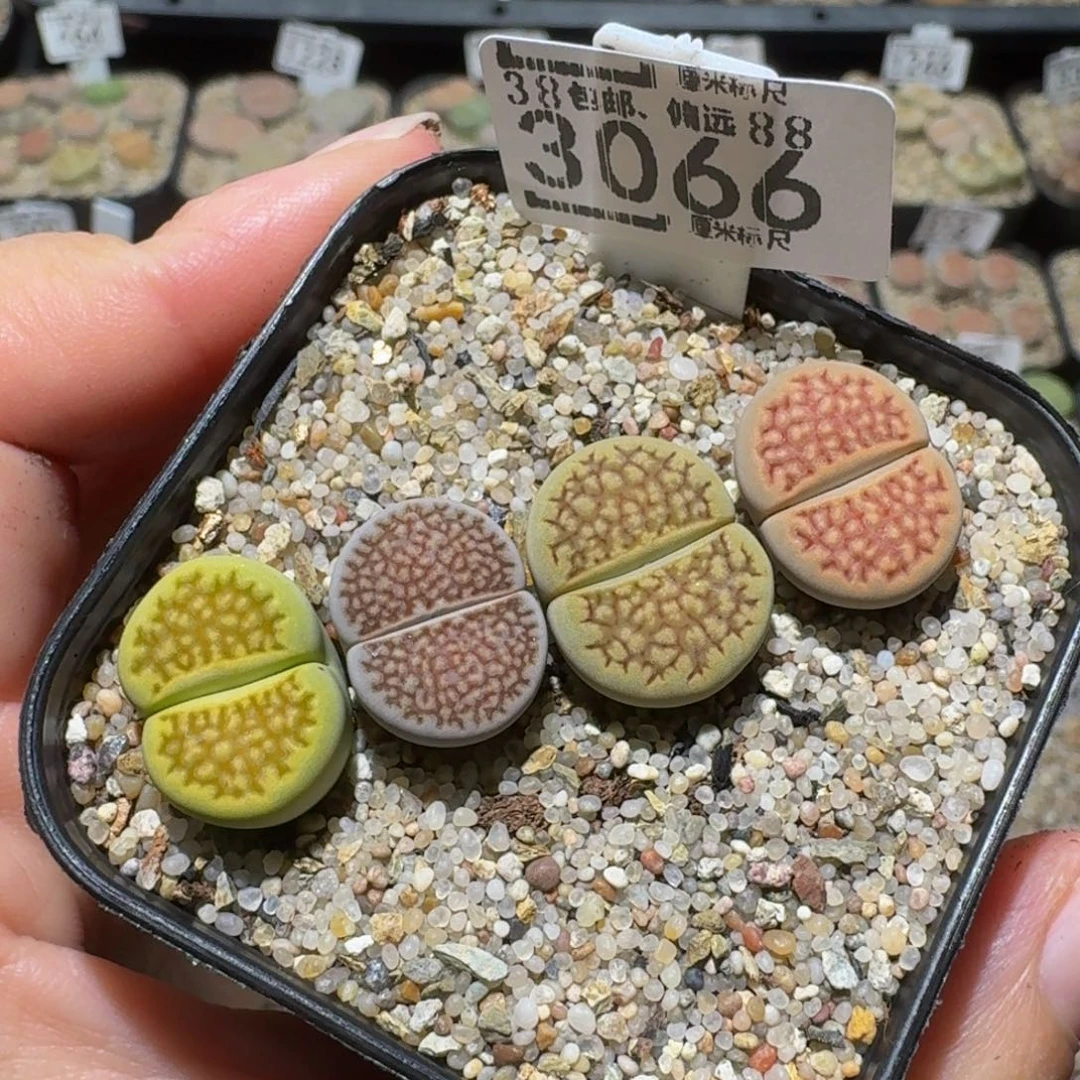 绝绝绝子美生石花子3066
