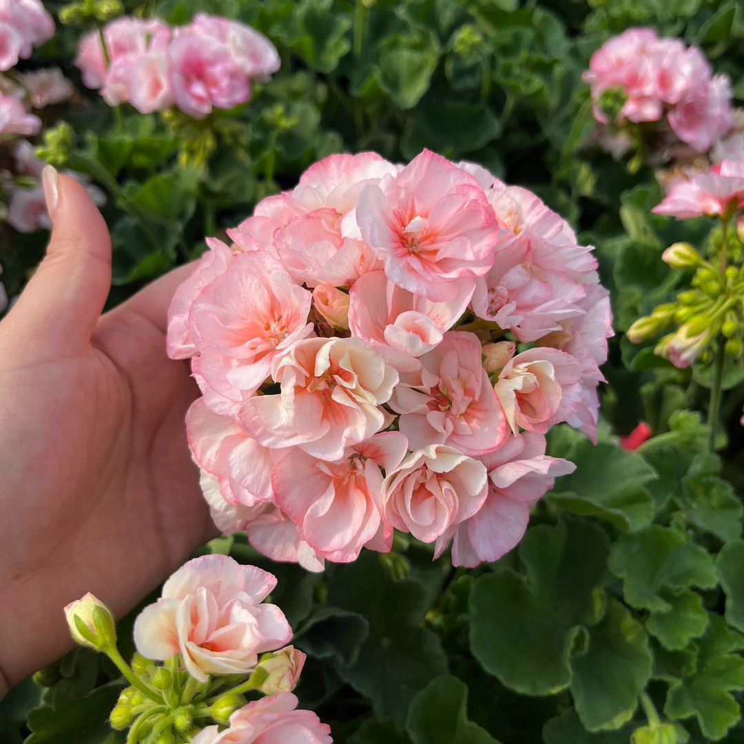 惠惠的花园直立天竺葵 浮雕 勤花好养阳台庭院花卉盆栽苗
