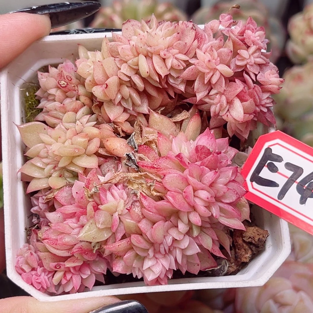 E749 一物一拍 爱丽丝锦缀