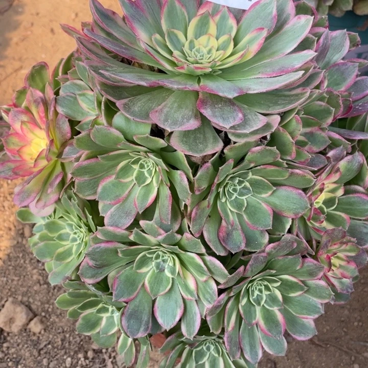 完全开放321多肉植物海仙