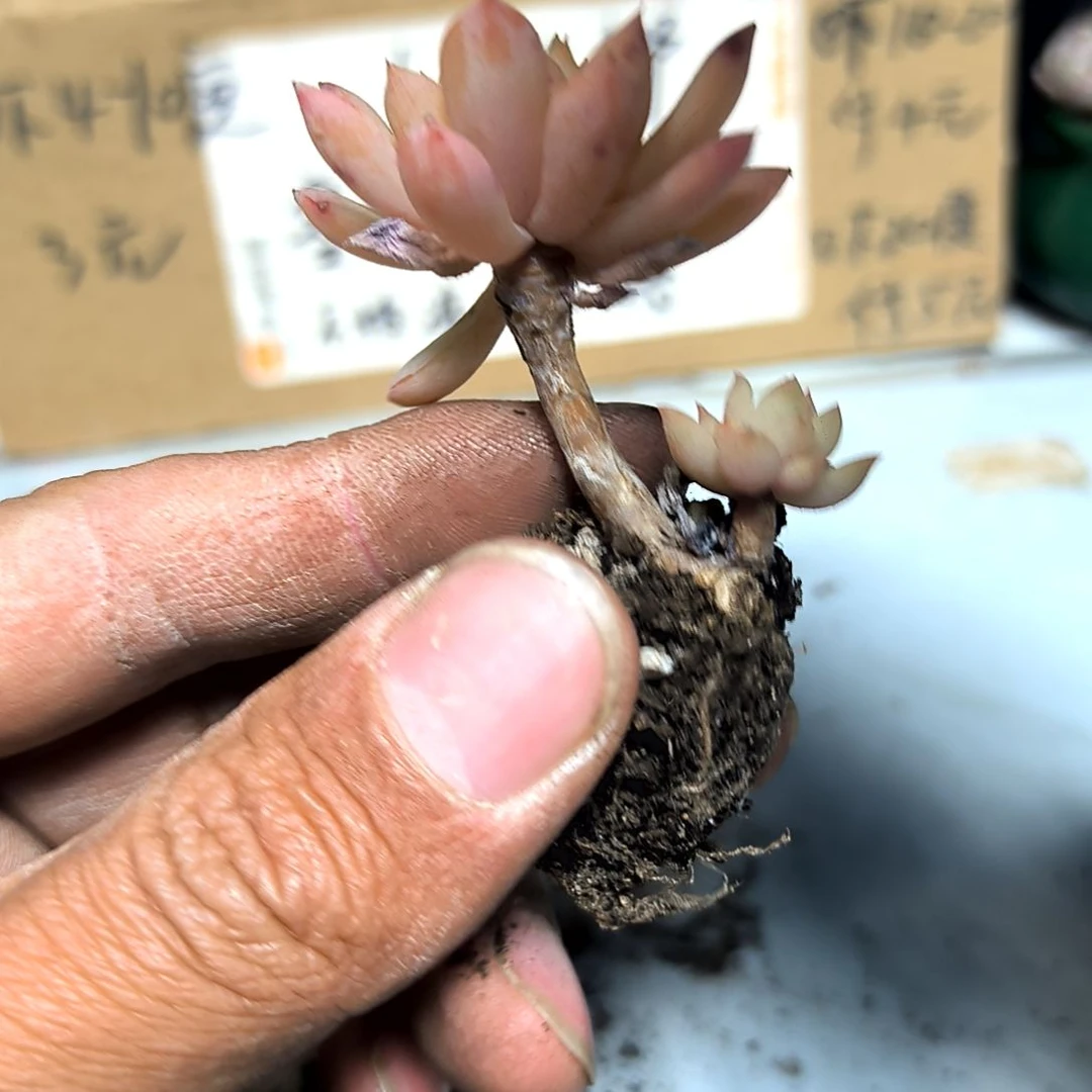 满6元包邮，玛卡迪老苗