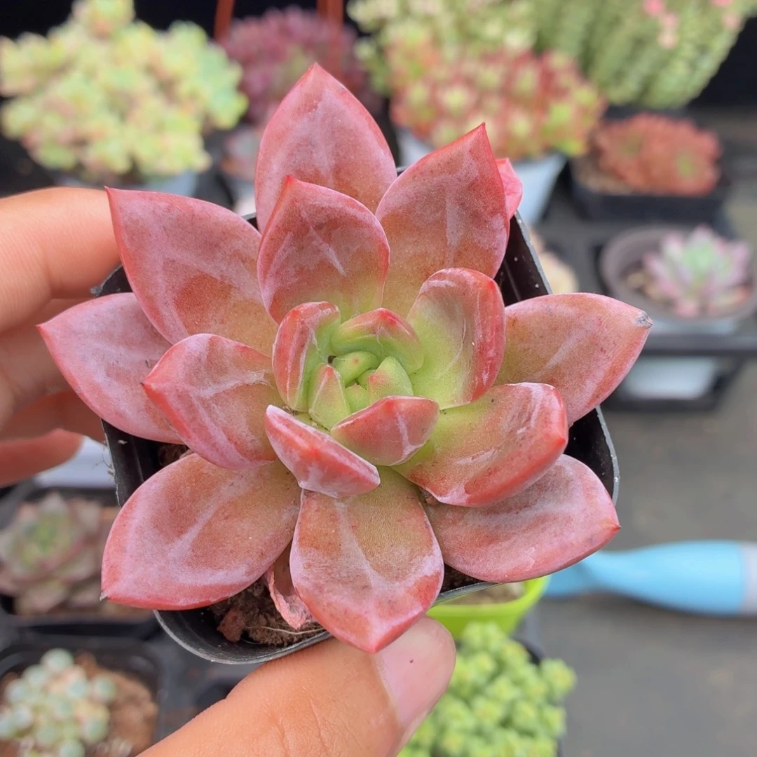 香槟多肉9.9包邮发货