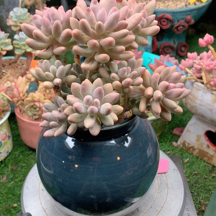 多肉植物一物一拍30
