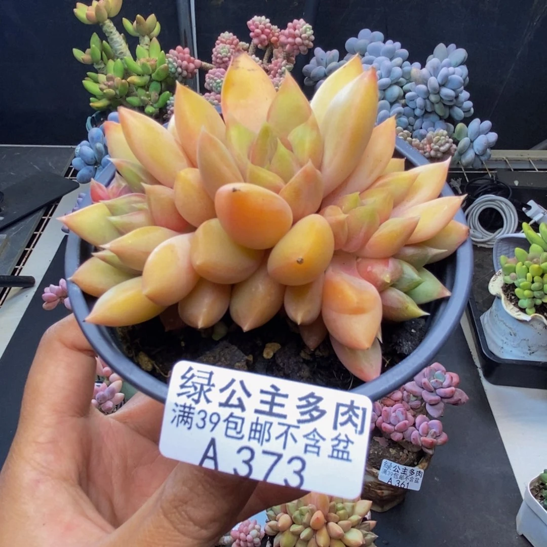 373象牙奶朵朵缀多肉8c m