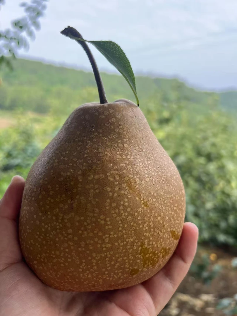 「元哥甄选」苍溪雪梨（9枚十斤）包邮