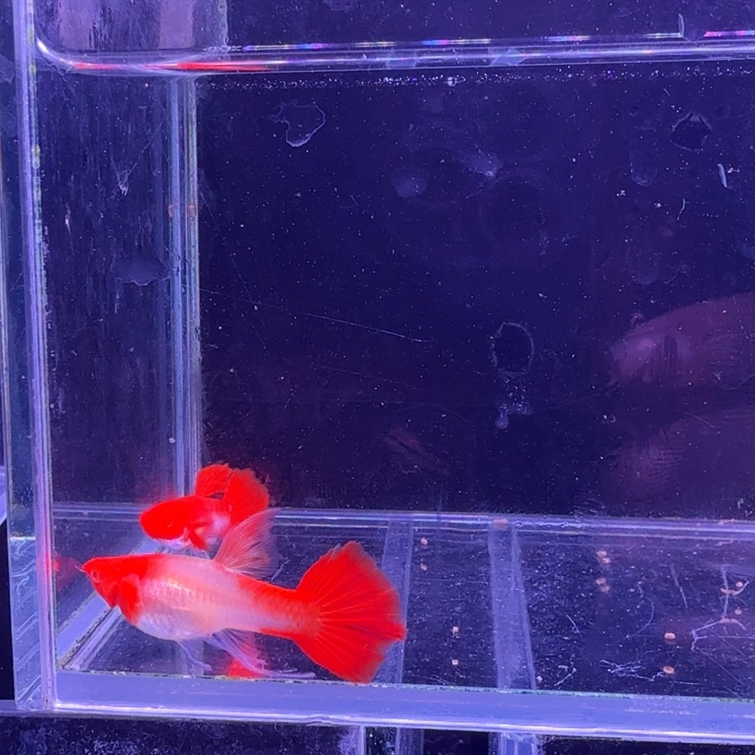 孔雀鱼鸿运当头缎带1对