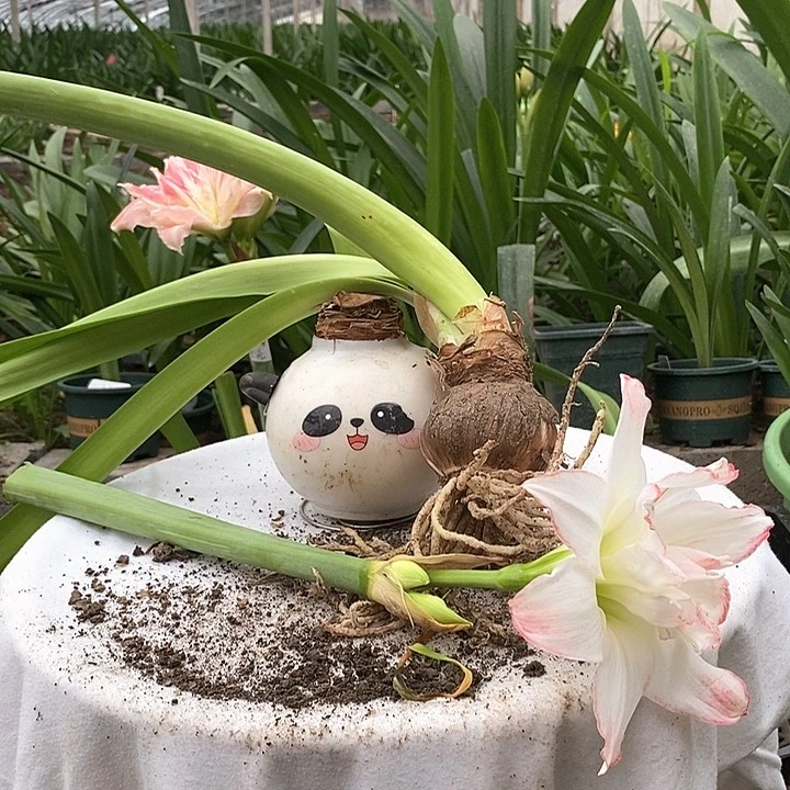 全部花苞羲和大球福利