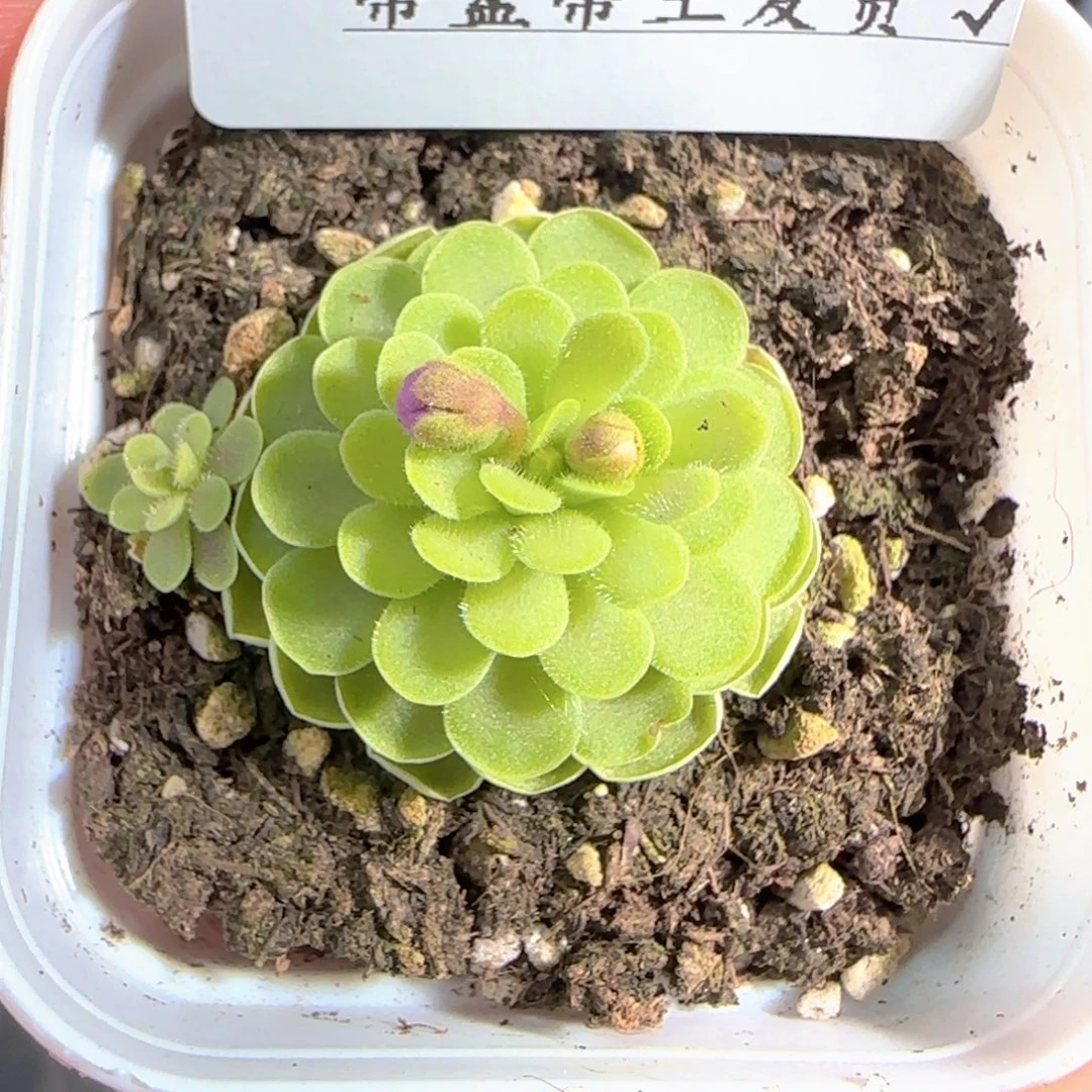 多肉0105-86捕虫堇