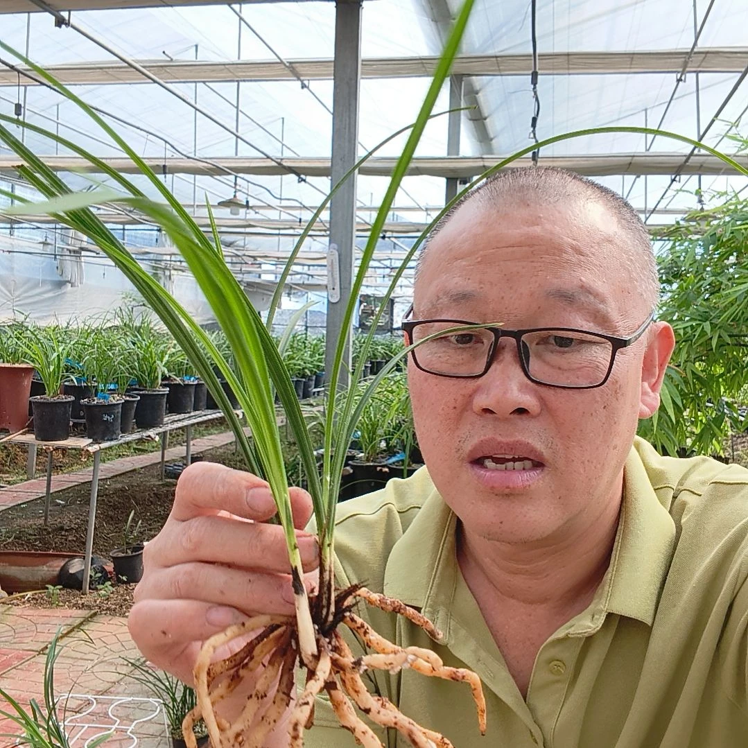 我***我无花朵蕙兰竹蕊兰花