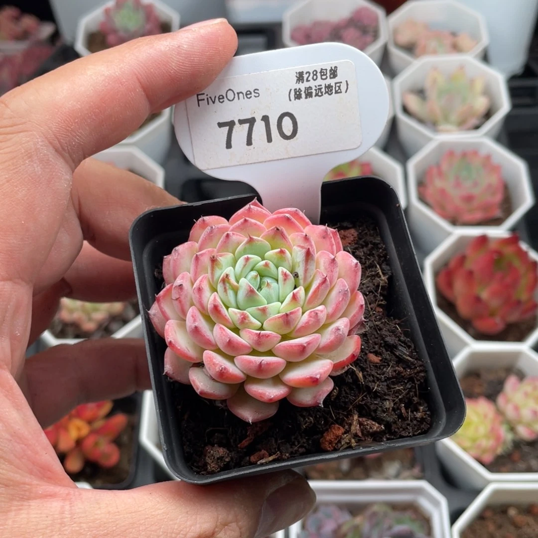 蓝姬莲7710-4.5厘米