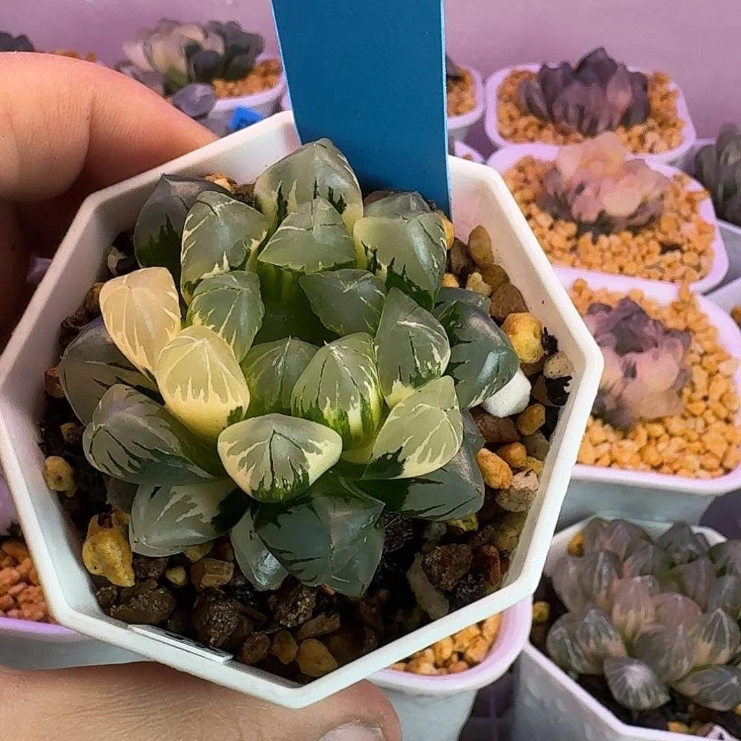 恭喜发财北极之光