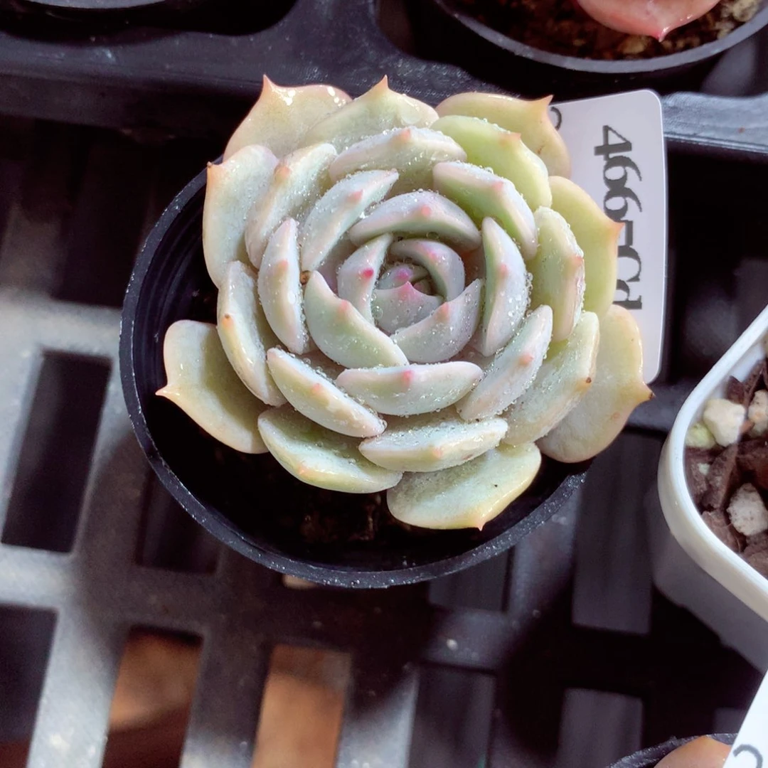 5厘米盆精控多肉4665