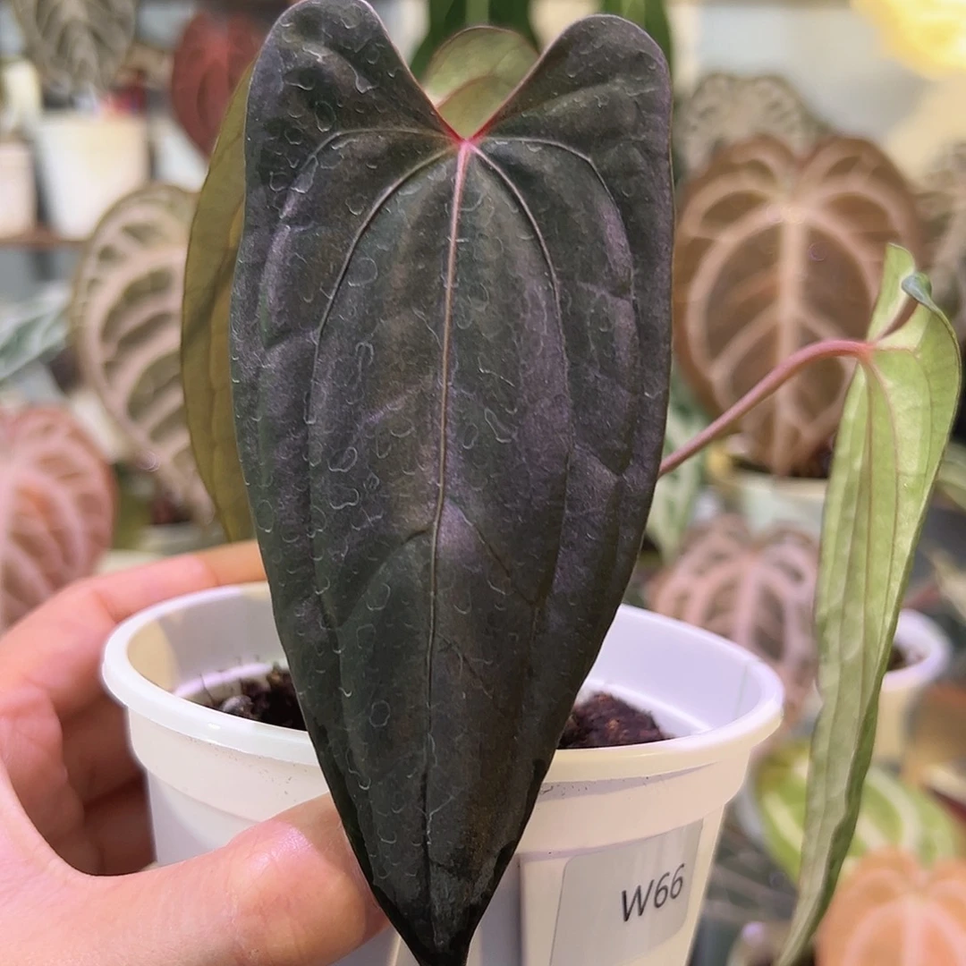 无花朵梅子酱花烛W66