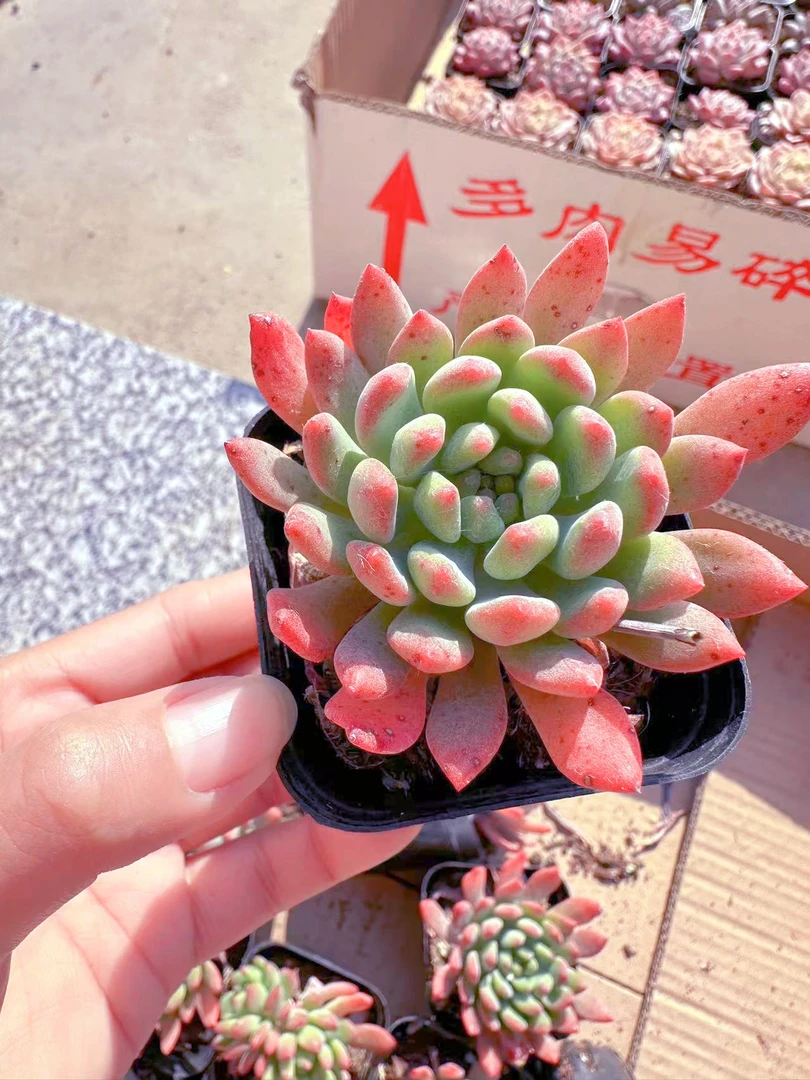 蓝苹果多肉植物 (满9.9元包邮发货)